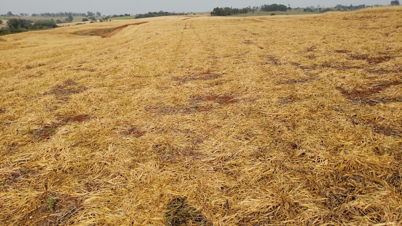 Campos no Paraná - Fotos Márcio Bonesi