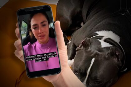 Apos Segunda Morte De Cachorro Latam Suspende Transporte De Pets