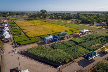 Area Colheita Do Arroz 2020 Credito Fagner Almeida Divulgacao 1