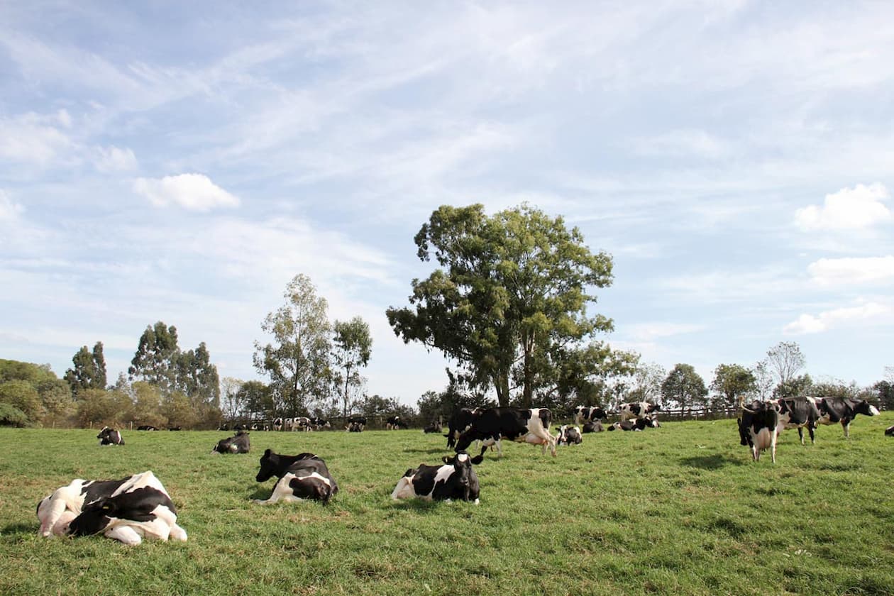 Vacas vitalícias