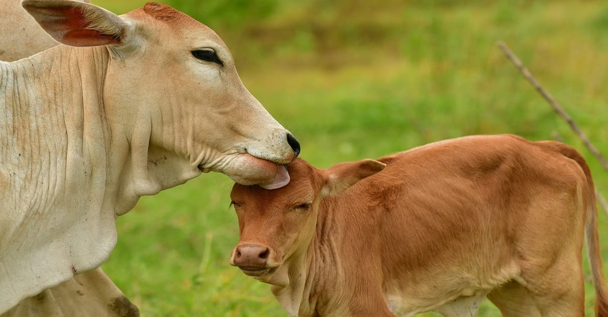 vacas leiteiras