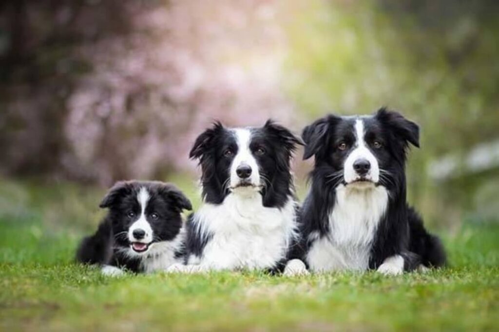 border collie