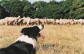 Border Collie