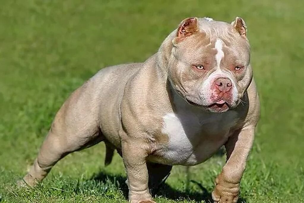 american bully