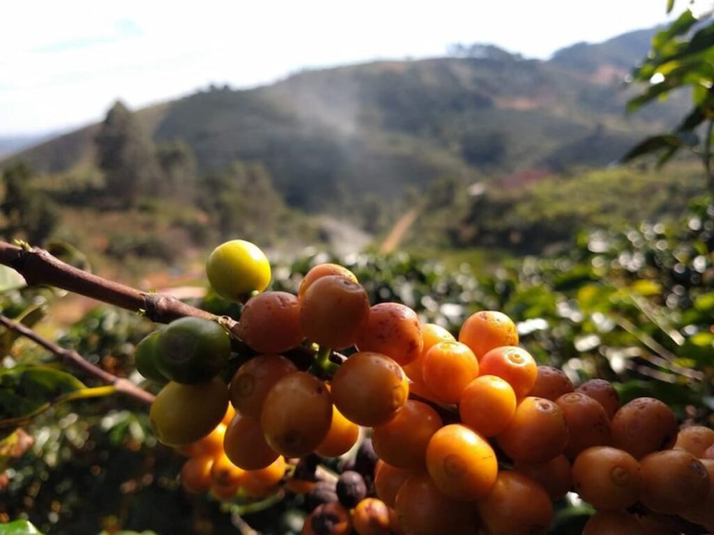 mercado do café