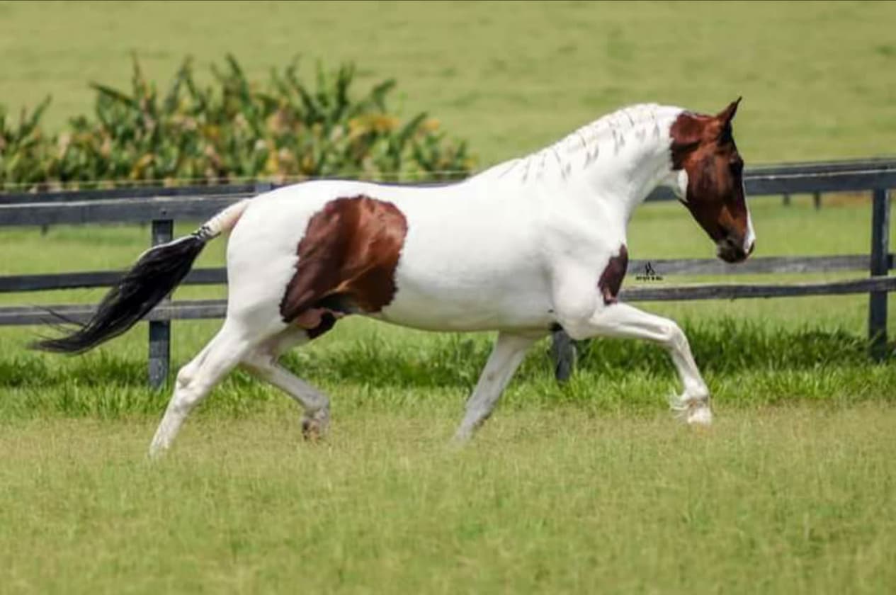 Cavalo Danúbio do Kasongo Créditos ABCCRM