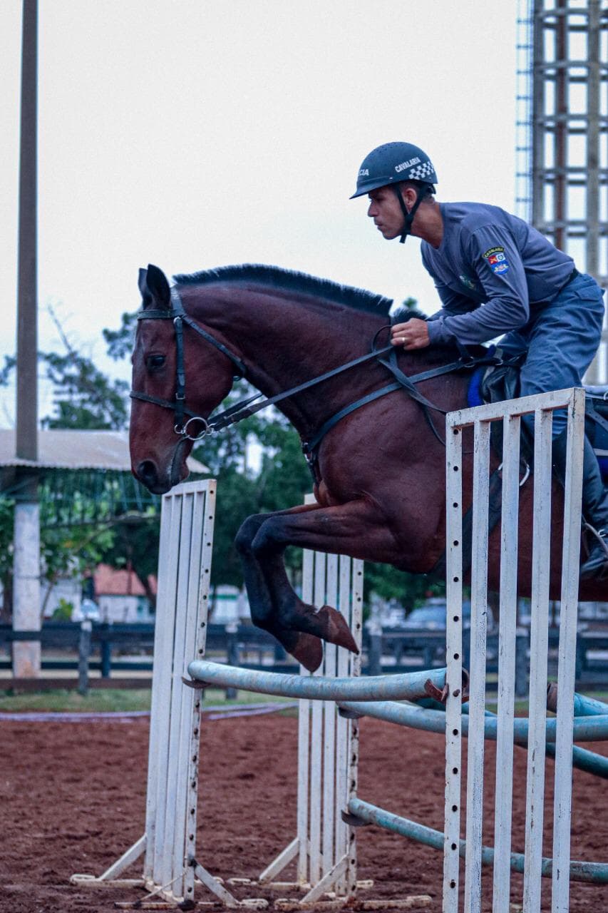 Cavalos policiais