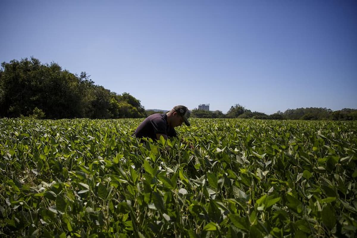 Plantar soja na capital é possível