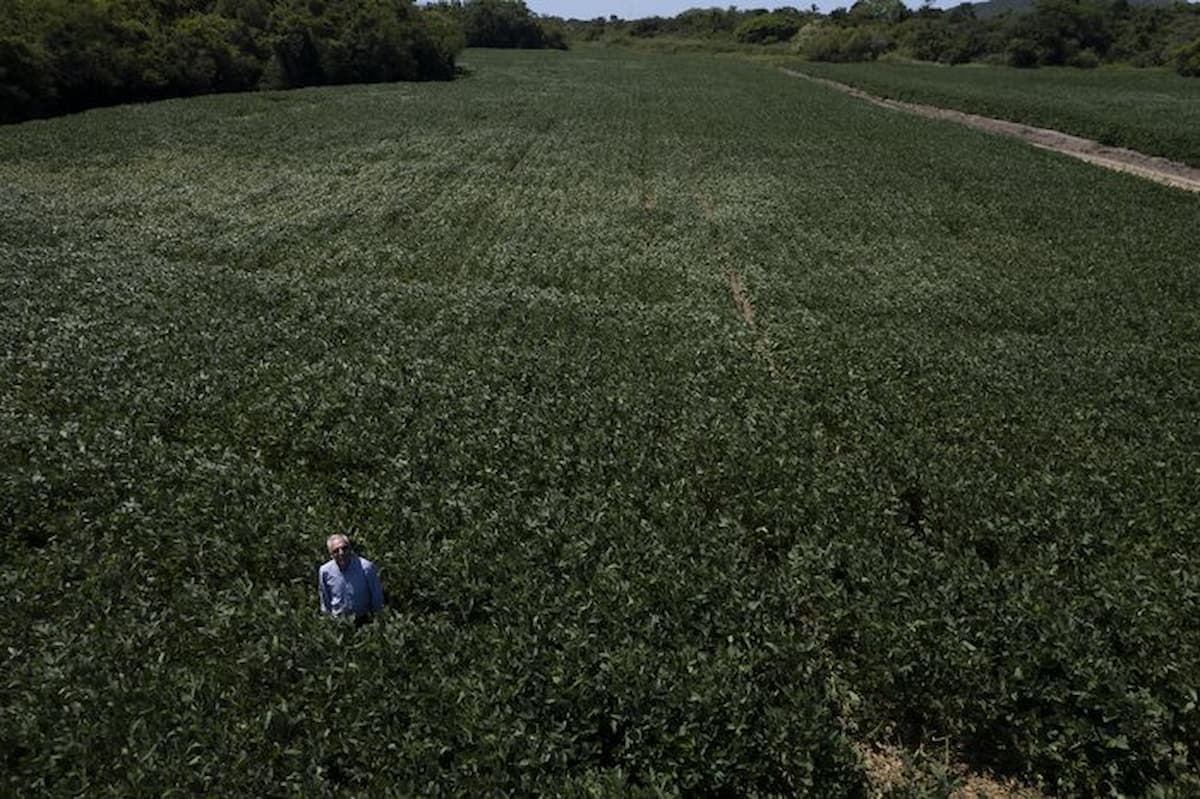 Plantar soja na capital é possível