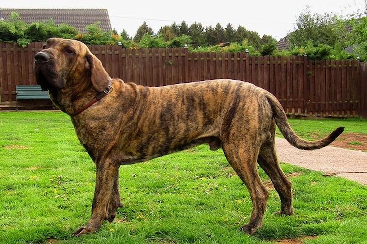 Fila Brasileiro