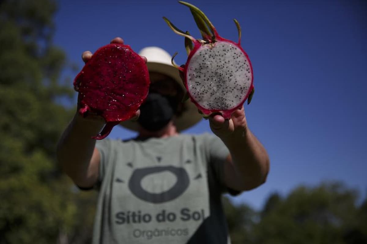 Plantar soja na capital é possível