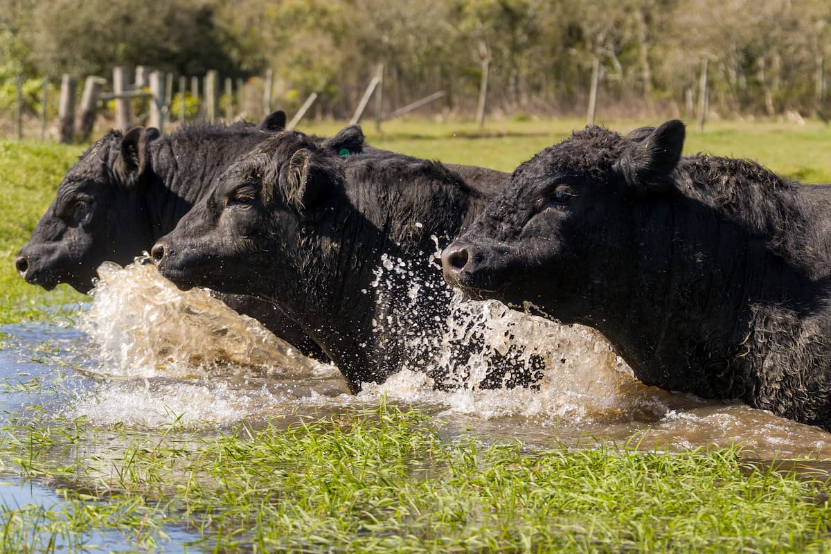 Gro 5018 Banco De Imagens Angus Tradicao Foto Gabriel Olivera Ag El Campo 2020 1