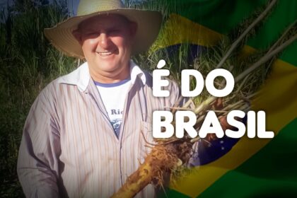 Ginseng Brasileiro Raiz Nativa Utilizada Ha Seculos Pelos Povos Indigenas Ganha O Mundo