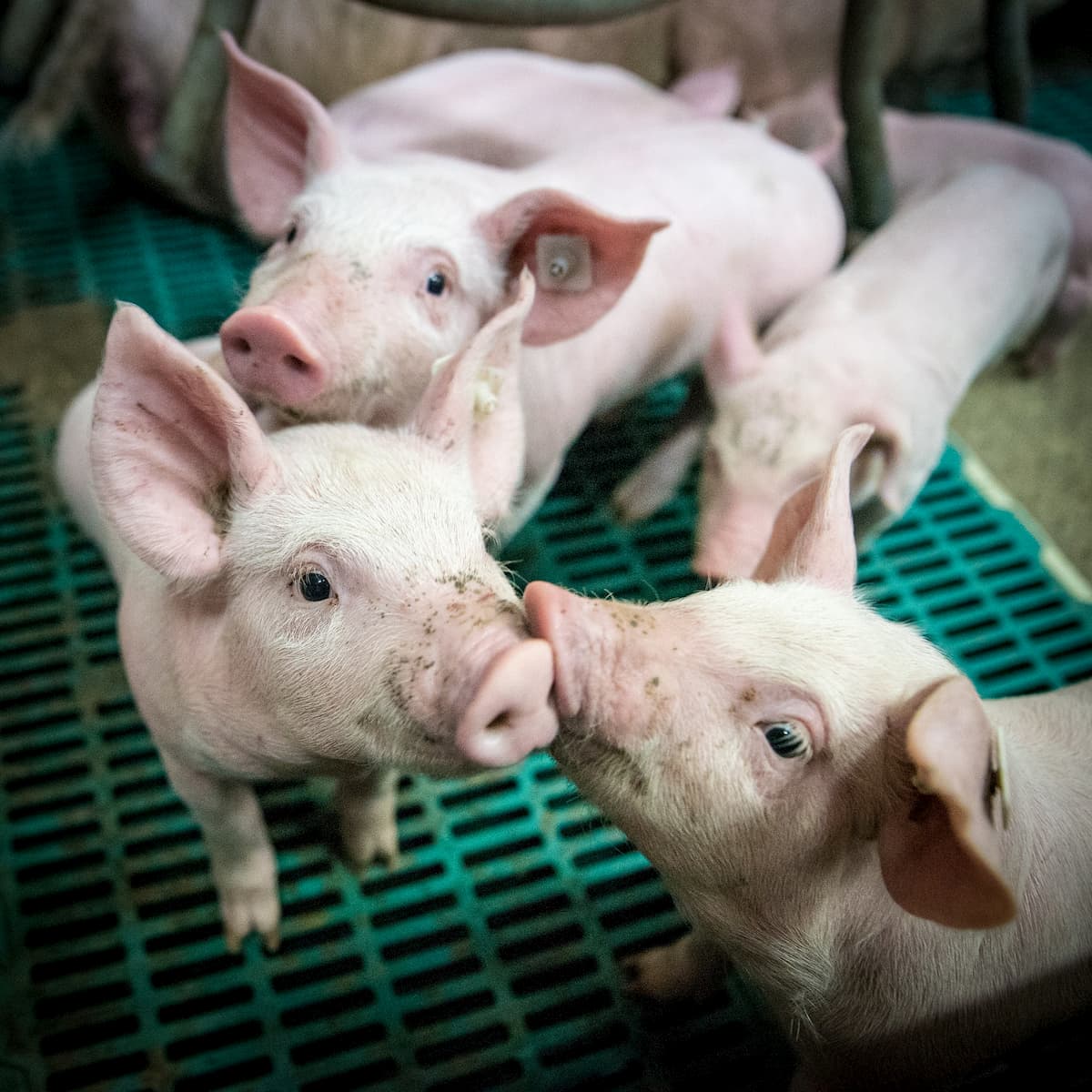 Leitoes Estresse Favorece Problemas Respiratorios E Entericos Em Leitoes Na Creche Foto Divulgacao 1