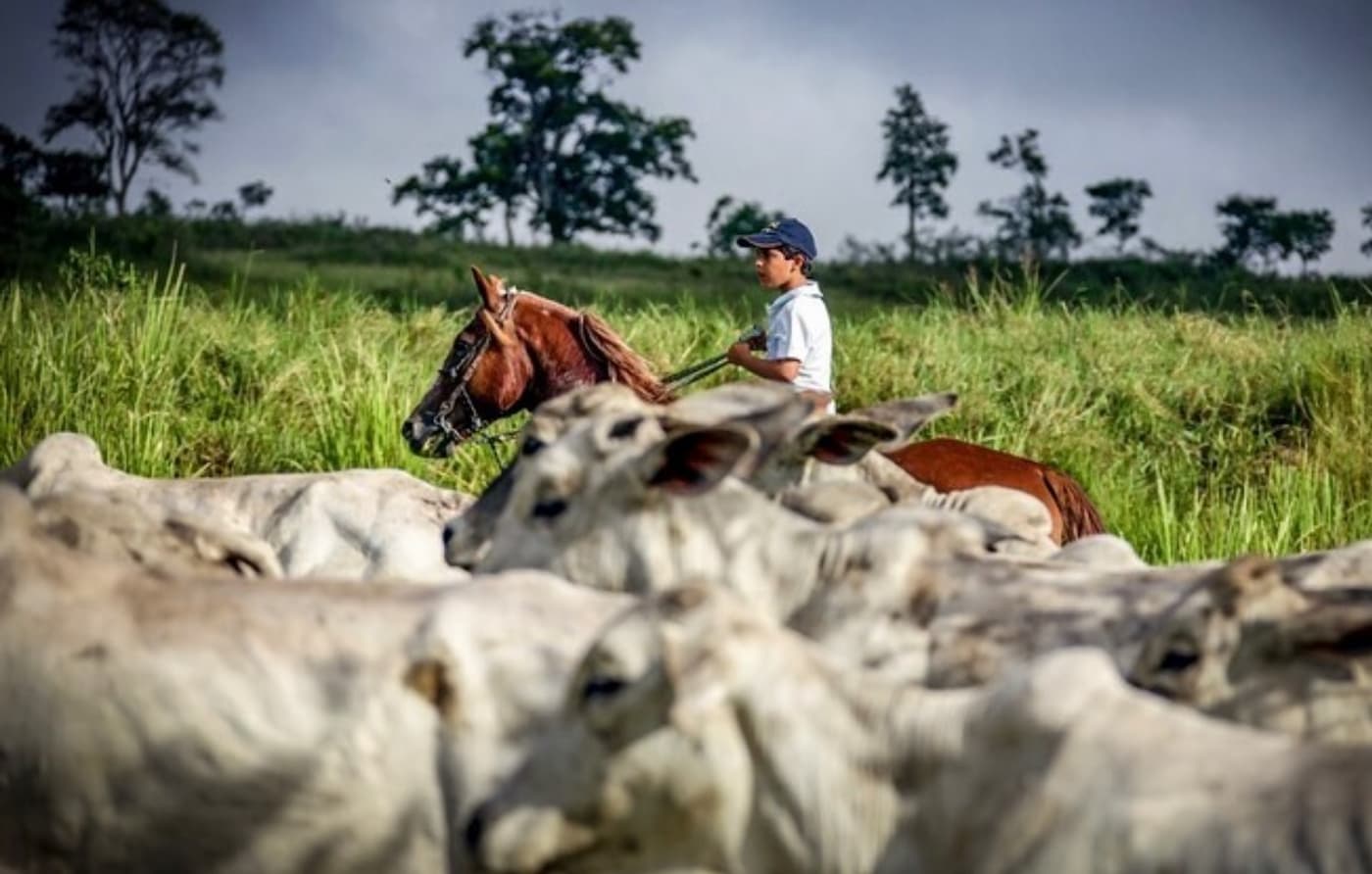 cavalo mangalarga