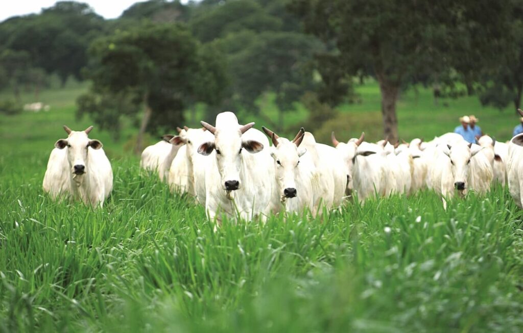 Pecuarista ensina como ganhar dinheiro andando na contramão da maioria