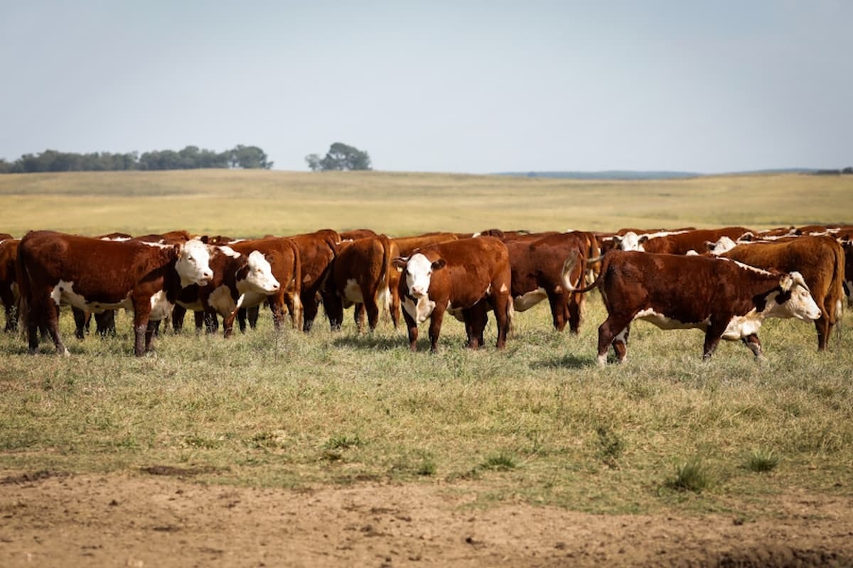 Pesquisa revela que o Pampa Gaúcho absorve gases do efeito estufa (GEE) de forma orgânica