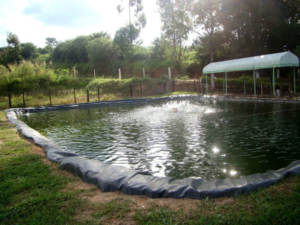 mercado do peixe rebanho