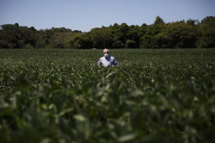 Plantar Soja Na Capital E Possivel Veja Lavouras Do Tamanho De 700 Campos De Futebol