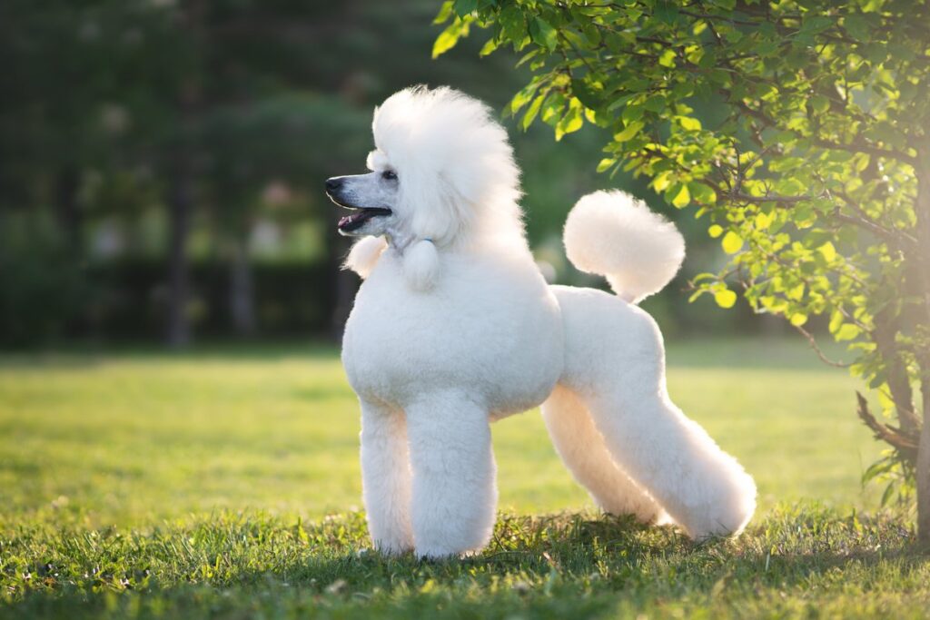 Poodle Standard