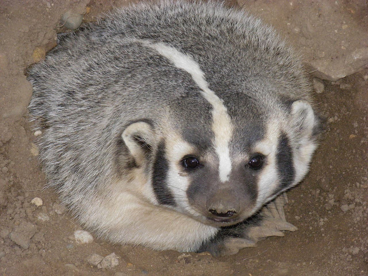 Conheça o Texugo Jones, animal que descobriu tesouro arqueológico Romano excepcional