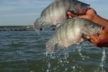 Tilapia 1 1