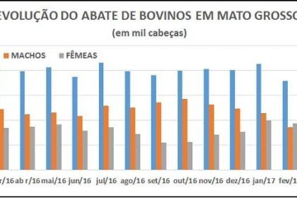 Abate Bovino Mato Grosso