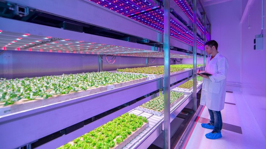 Mercado global de agricultura indoor deve chegar a US$ 75,3 bilhões até 2028