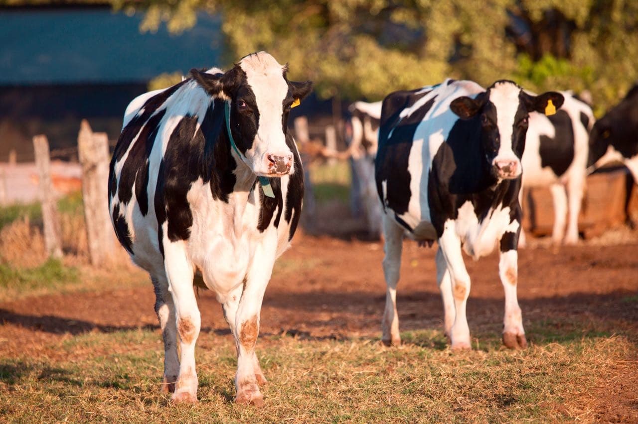 óleos essenciais vacas leiteiras