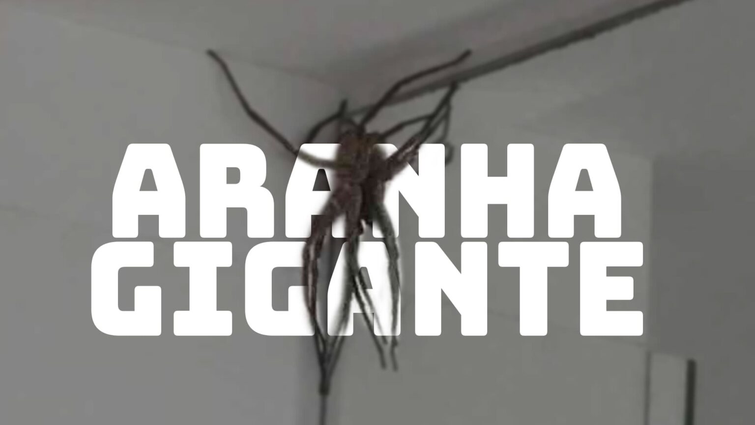 Aranha Gigannte Em Bh