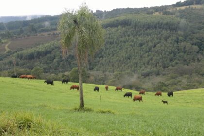 Aveia E Azevem Sao Aliados Do Pecuarista Para Suplementacao Trouw Nutrition 1