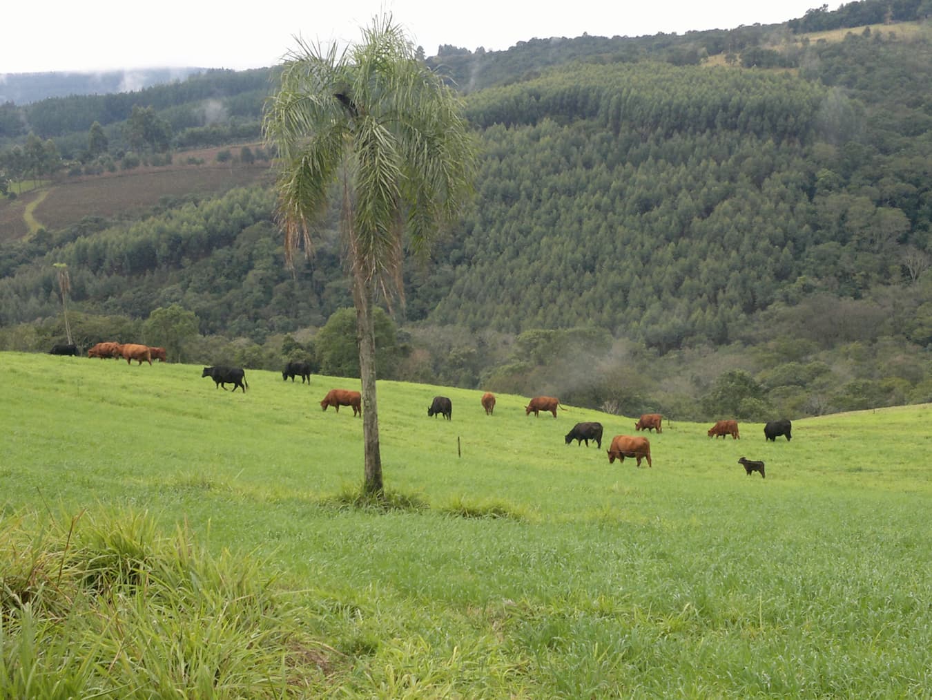 Aveia E Azevem Sao Aliados Do Pecuarista Para Suplementacao Trouw Nutrition 1