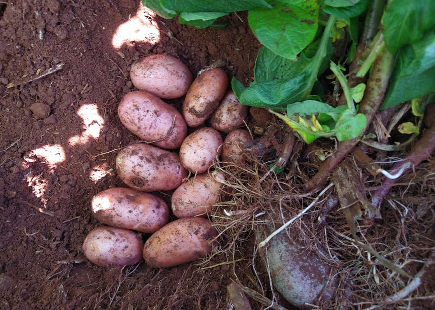 Batata Dupla Aptidao 3