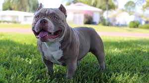 american bully