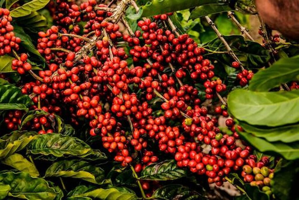 mercado do café