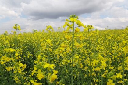 Canola 1