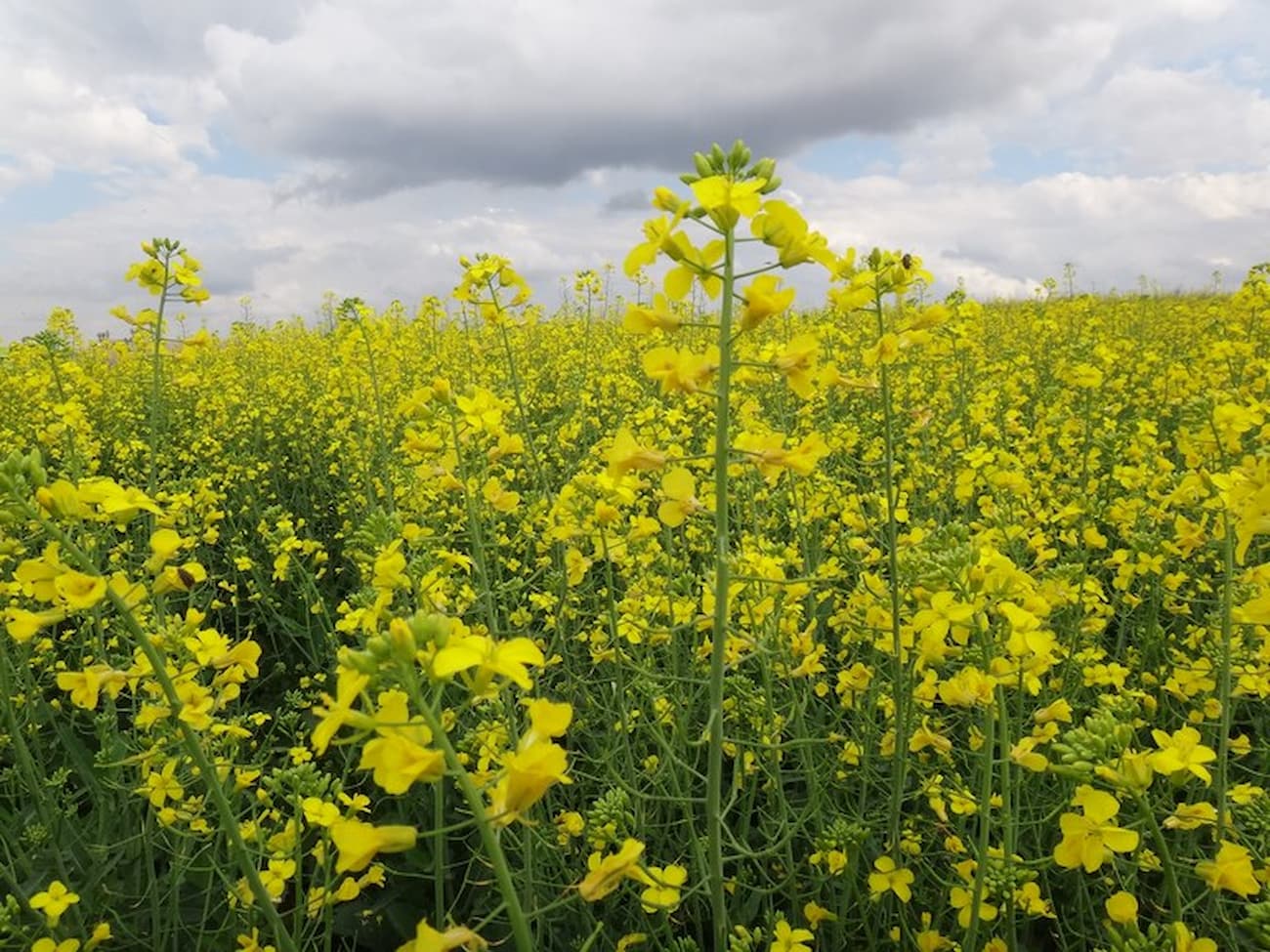 Canola 1