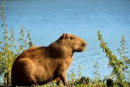 Capivara