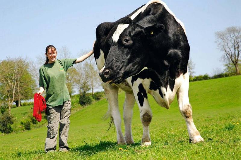 Incrível! 12 animais gigantes que existem de verdade