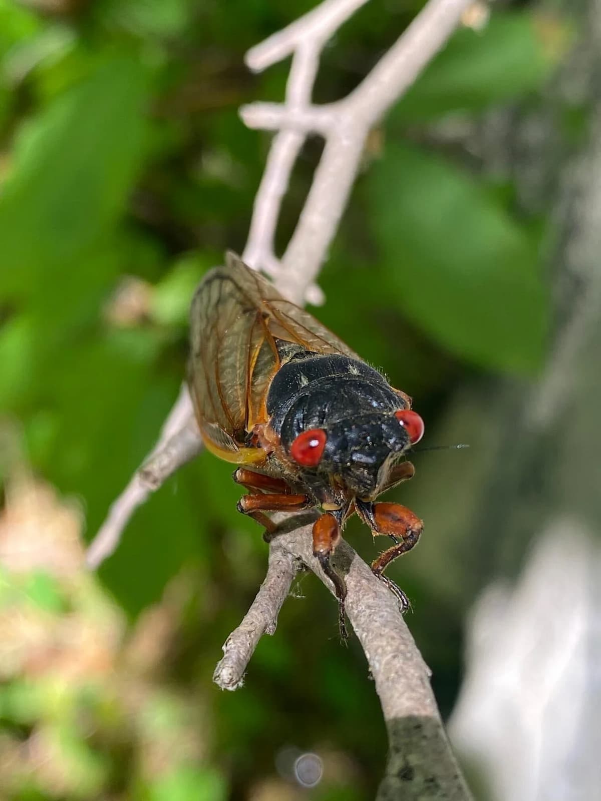 cigarras periódicas