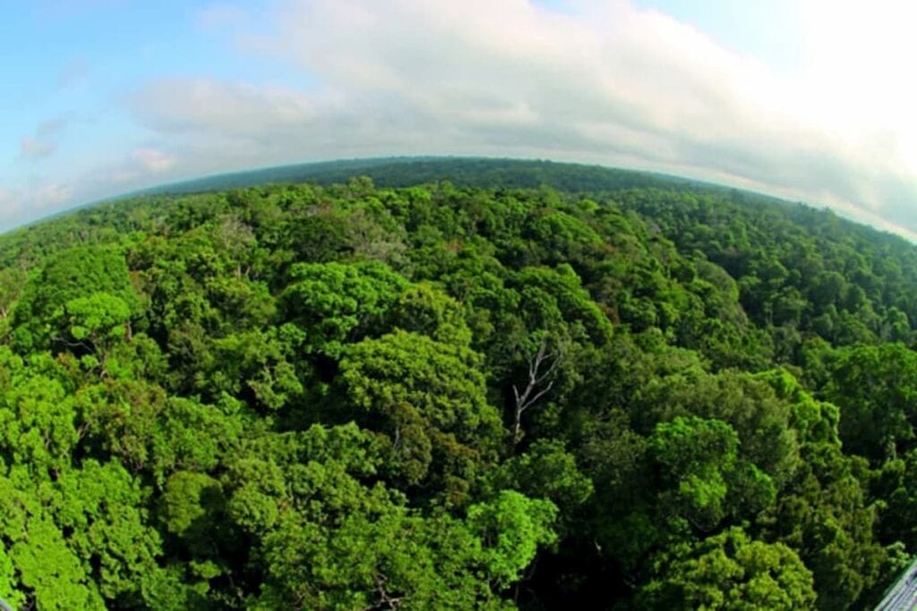 Reposição Florestal 2024: Obrigações legais e modalidades de pagamento