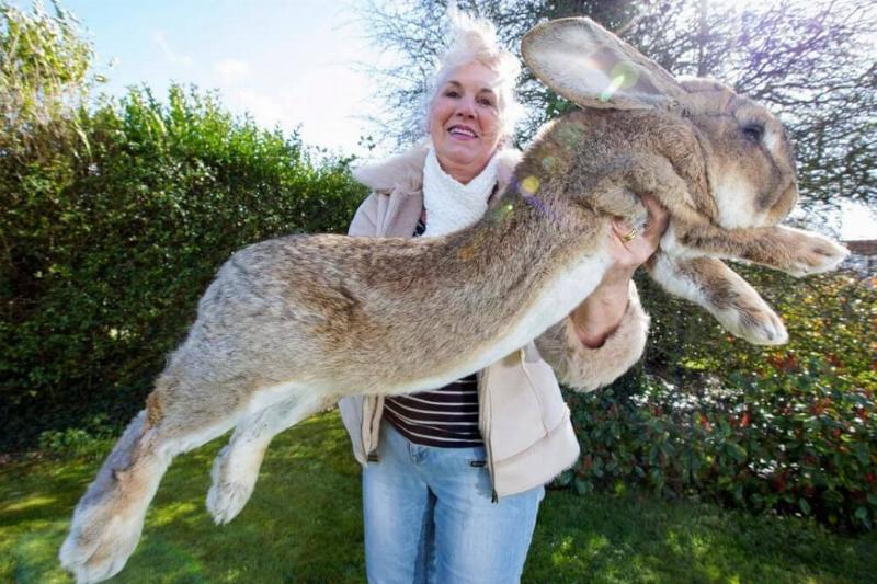 Incrível! 12 animais gigantes que existem de verdade