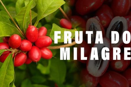 Conheca A Fruta Do Milagre Agronews