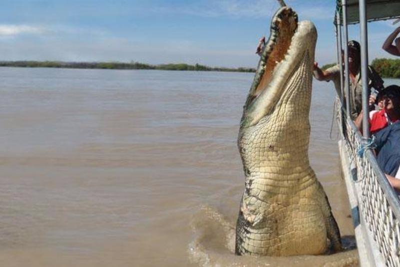 Incrível! 12 animais gigantes que existem de verdade