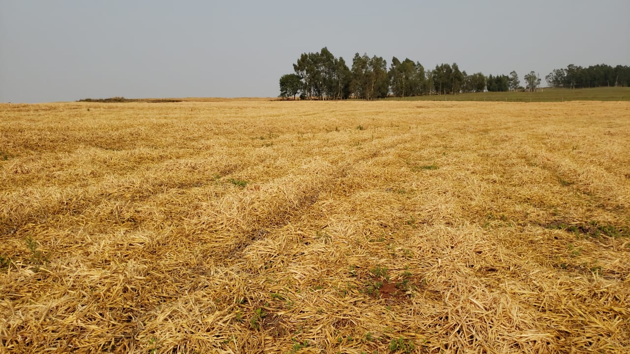 Campos no Paraná - Fotos Márcio Bonesi