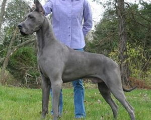 cachorro gigante