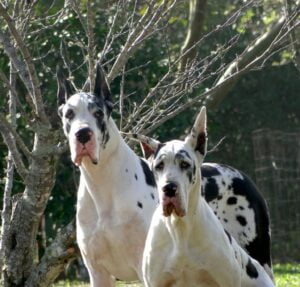 cachorro gigante