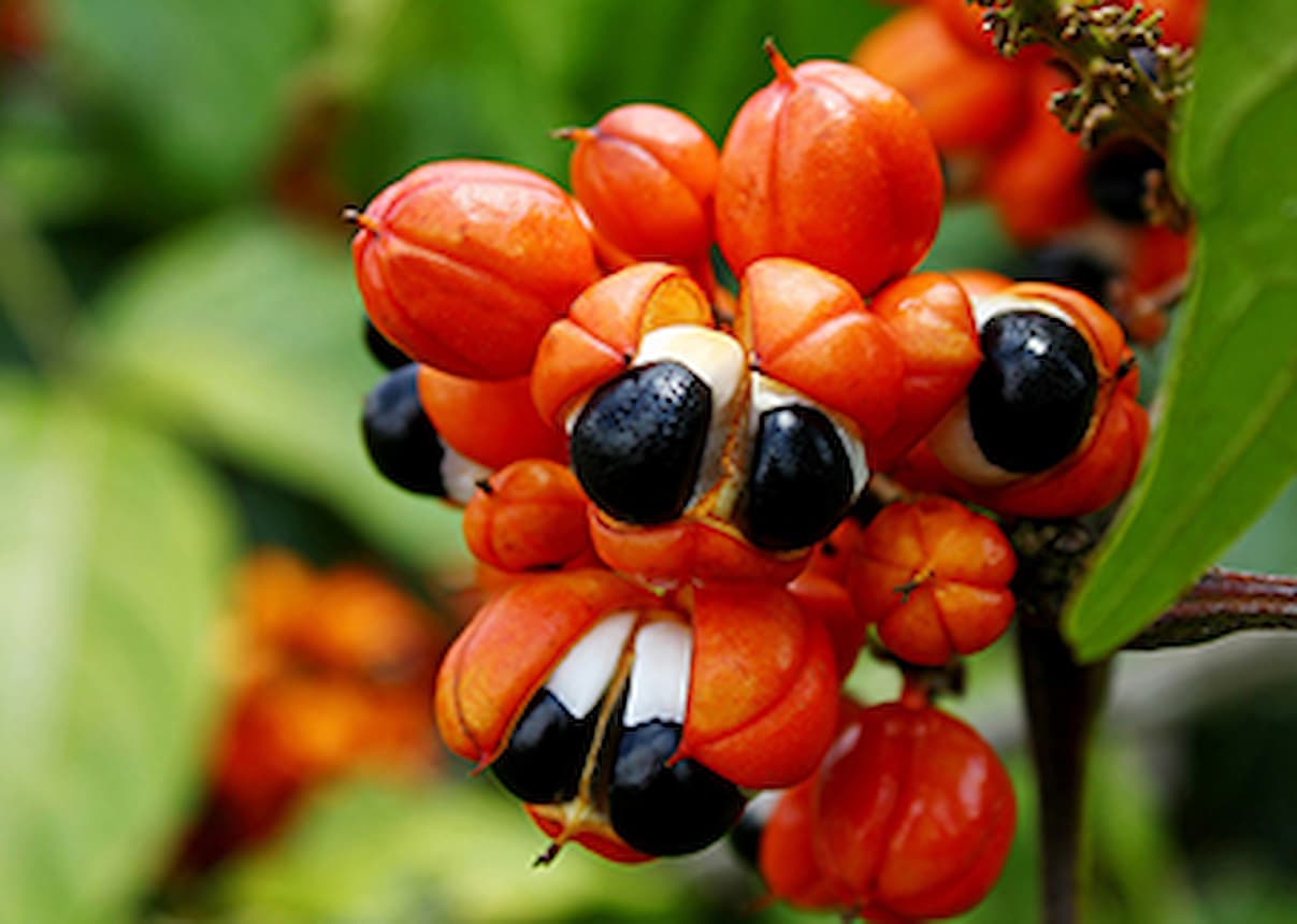 Guarana