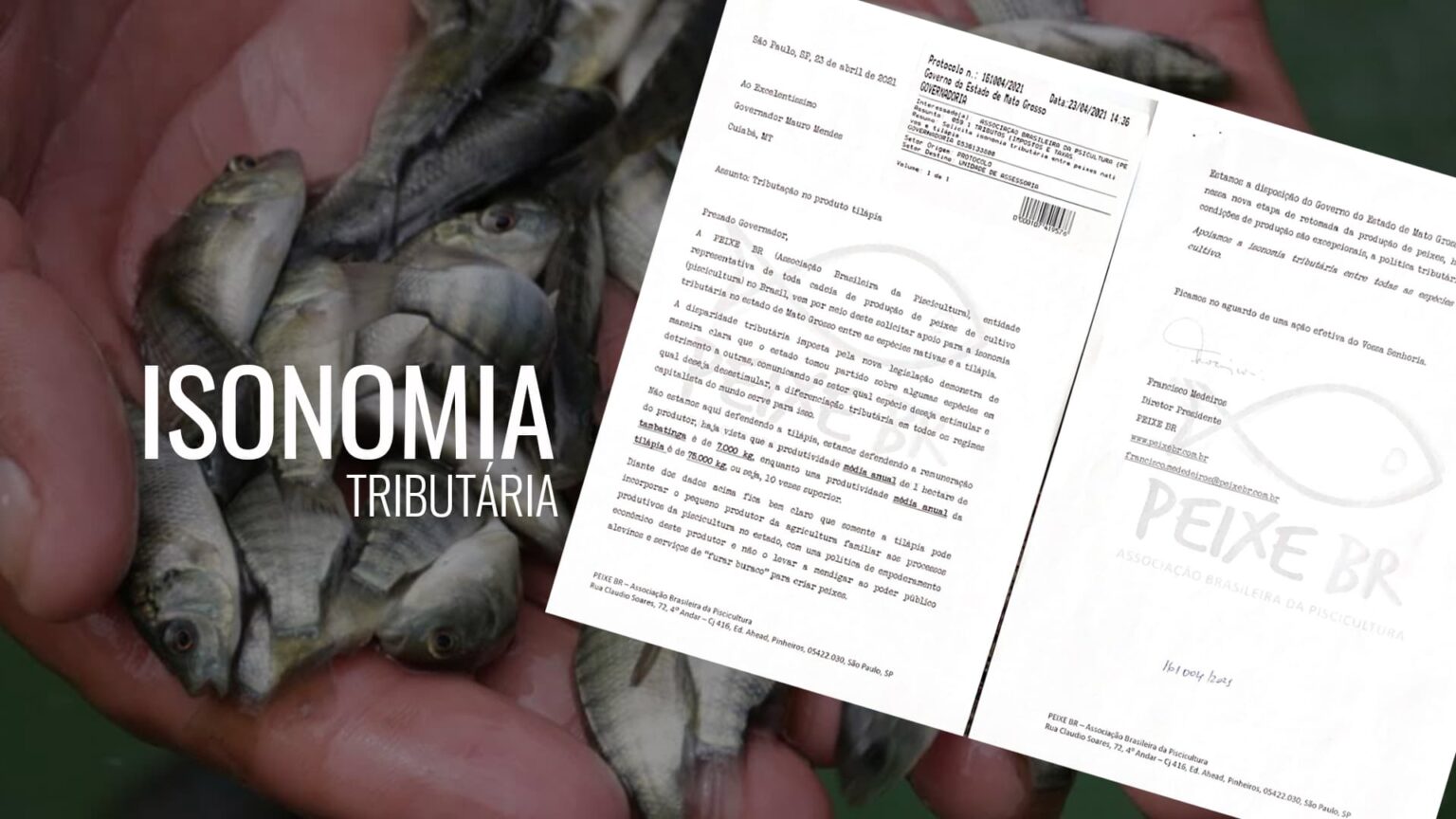 Isonomia Tilapia