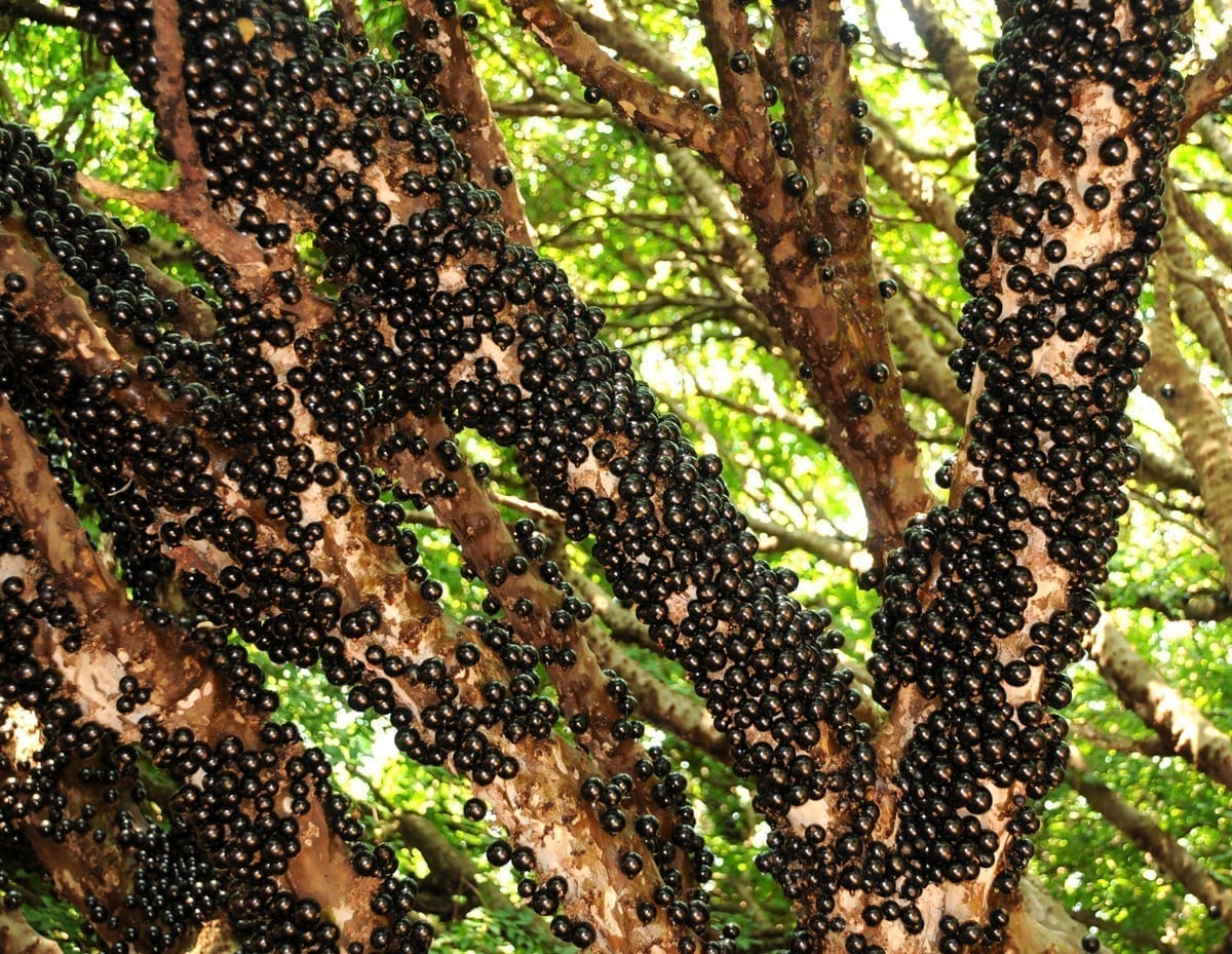 Jabuticaba